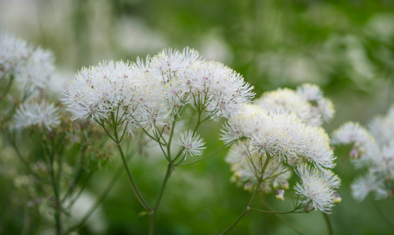 White Blizzard Album, Василистник белый